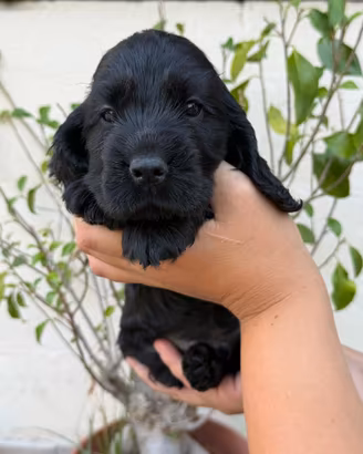 Cocker spaniel