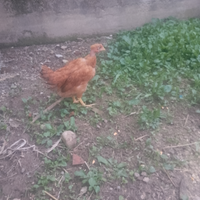 Galline collo nudo