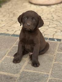 Labrador Retriever