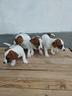 jack-russell-cuccioli