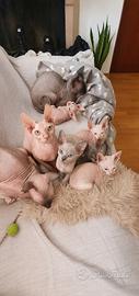 Gattini Sphynx