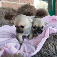 Cuccioli Chihuahua