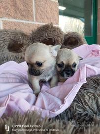 Cuccioli Chihuahua