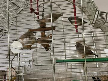 Diamantini bengalini