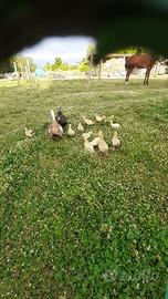 Anatra Muta allevate all'aperto