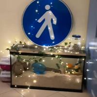  gabbia Teca roditori criceti topi