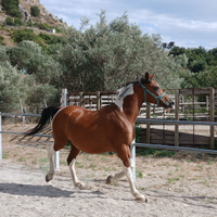Cavalla paint