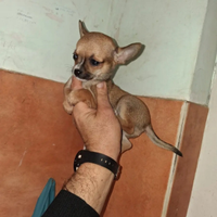 Chiwawa mini Toy maschietto