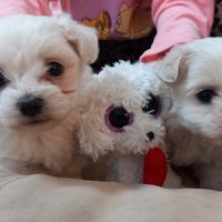 Cuccioli maltesi