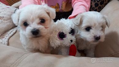 Cuccioli maltesi