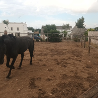 Cavallo intero 5 anni mutgese