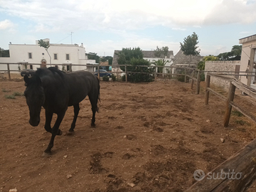 Cavallo intero 5 anni mutgese
