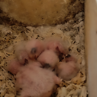 Inseparabili da imbecco