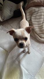 Chihuahua Maschio