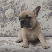 Cuccioli Bouldogue Francese