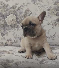 Cuccioli Bouldogue Francese