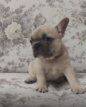 Cuccioli Bouldogue Francese