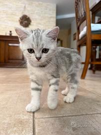 Vendita cucciolo gatto maschio scottish straight