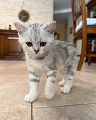 Vendita cucciolo gatto maschio scottish straight