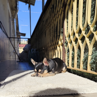 Chihuahua per monta