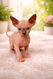 Fiv a Felv negativo. Genitori visibili