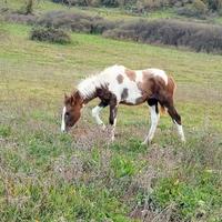 Puledro