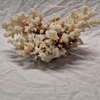 Corallo bianco naturale