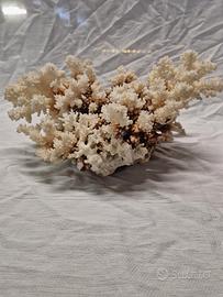 Corallo bianco naturale