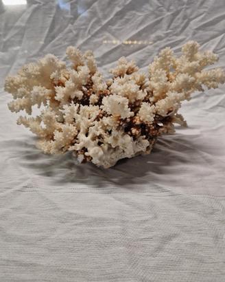Corallo bianco naturale