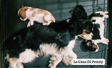 Cavalier King cuccioli 