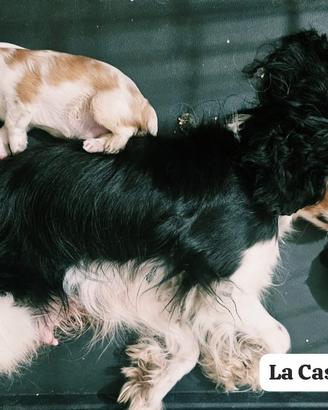 Cavalier King cuccioli 