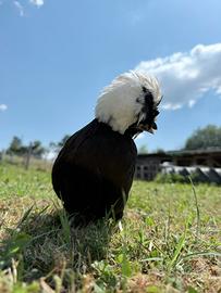 Galline olandesi
