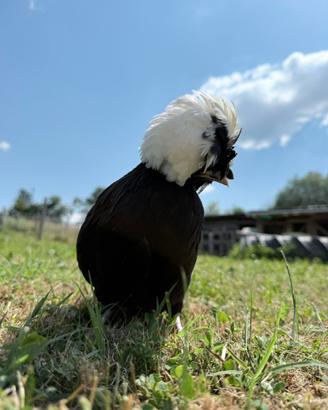 Galline olandesi