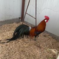 Coppia Phoenix collo oro