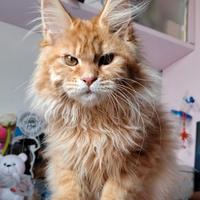 Cuccioli Maine coon