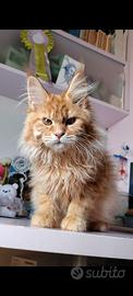 Cuccioli Maine coon