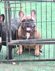 Bulldog francese maschio