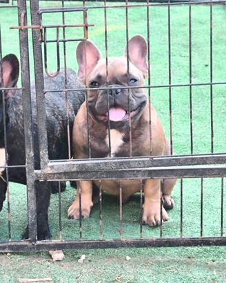 Bulldog francese maschio