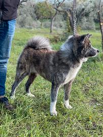 Akita inu tigrato