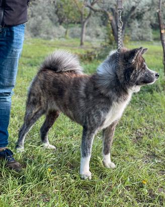 Akita inu tigrato