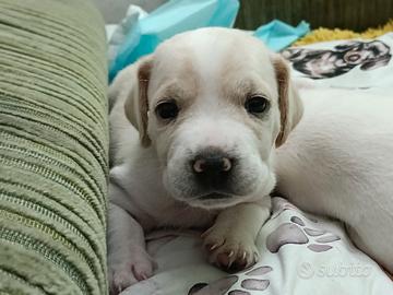Cuccioli incrocio Jack Russell / Beagle