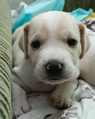 Cuccioli incrocio Jack Russell / Beagle