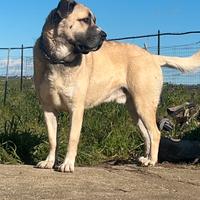 Kangal per monta
