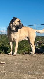 Kangal per monta