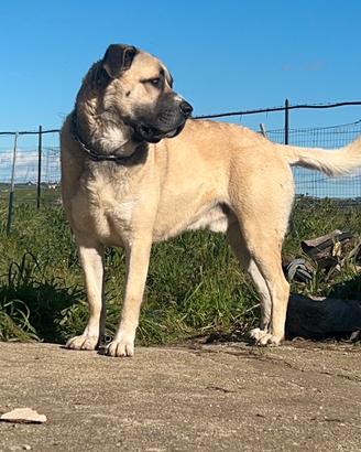 Kangal per monta
