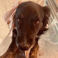 Meticcio taglia media