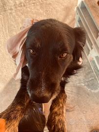 Meticcio taglia media