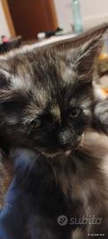 Gattino stupendo