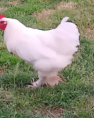 Gallo