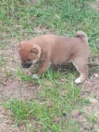 Shiba inu